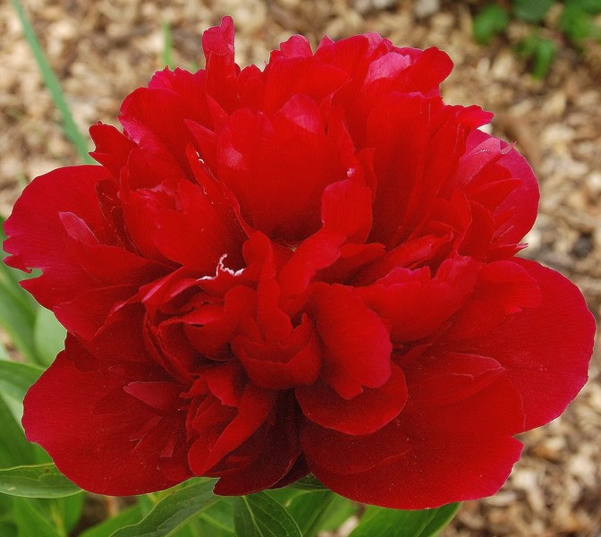冬季芍藥催花技術(shù)